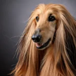 Afghan Hound