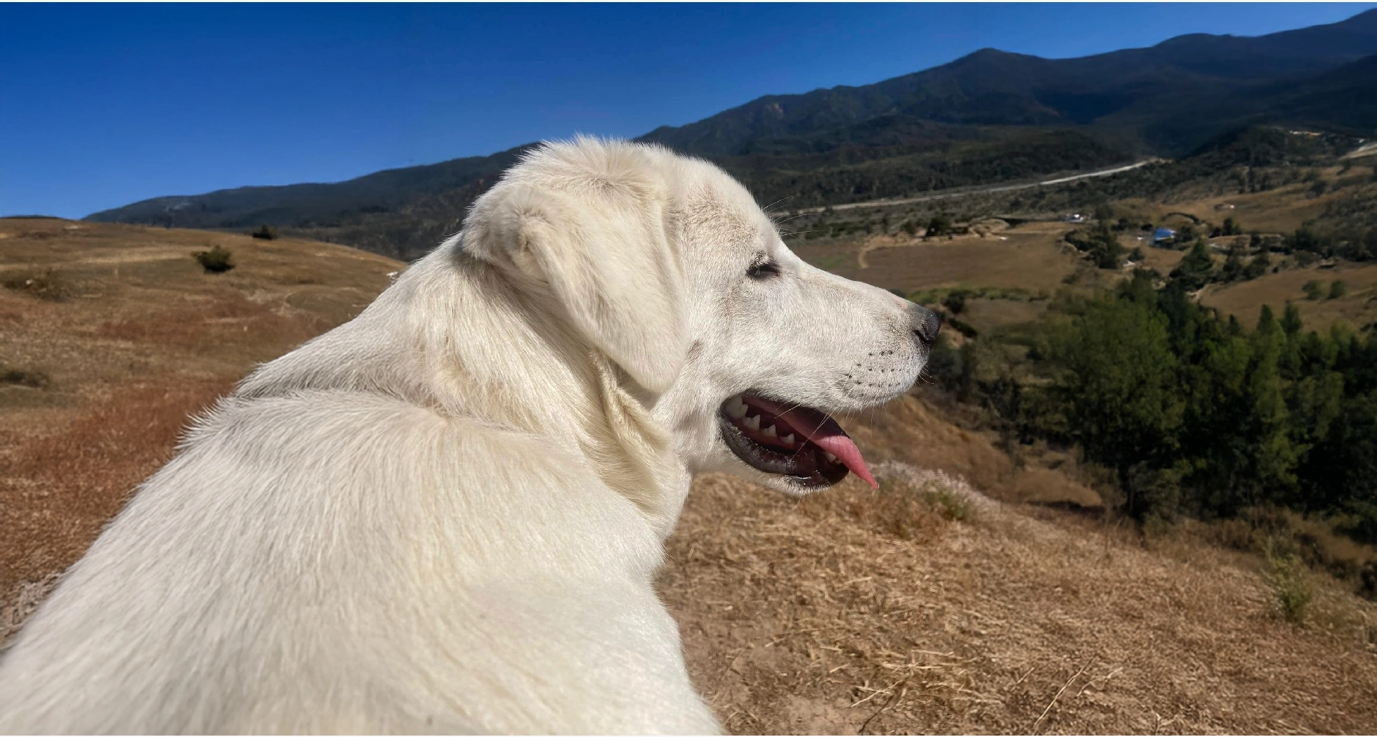 Akbash Dog Breeds Loyal Turkish Guardian Dogs