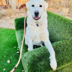 Akbash Dog Breeds Loyal Turkish Guardian Dogs