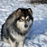 Alaskan Malamute Breed History, Characteristics and Care Tips