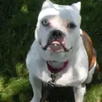 American Bulldog Dog Breed