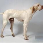 Ariege Pointer dog breed