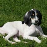 The Ariégeois dog breed