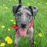 Atlas Terrier dog breed