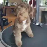Aussiedoodle dog bgeeds