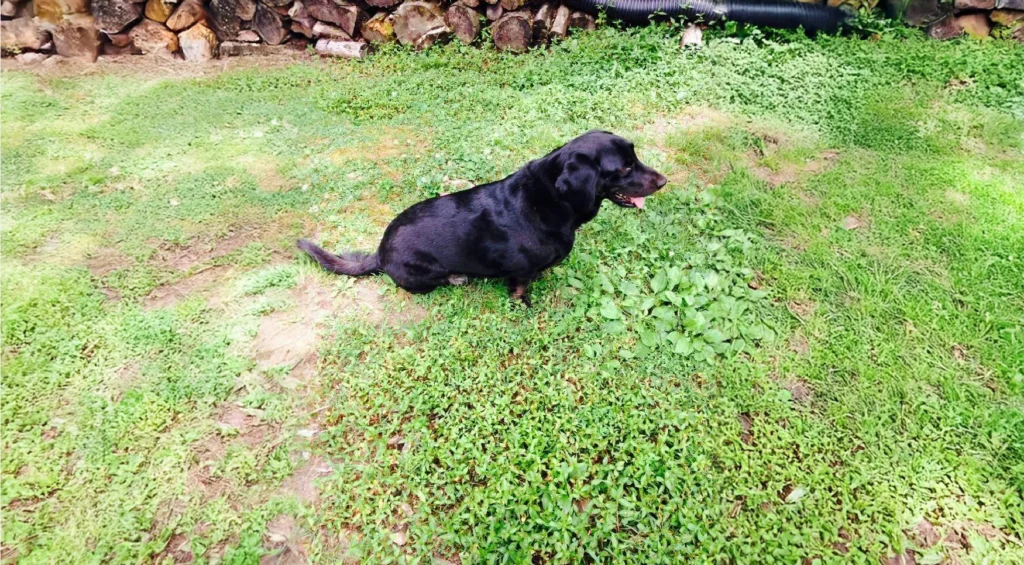 Bassador Dog Breed