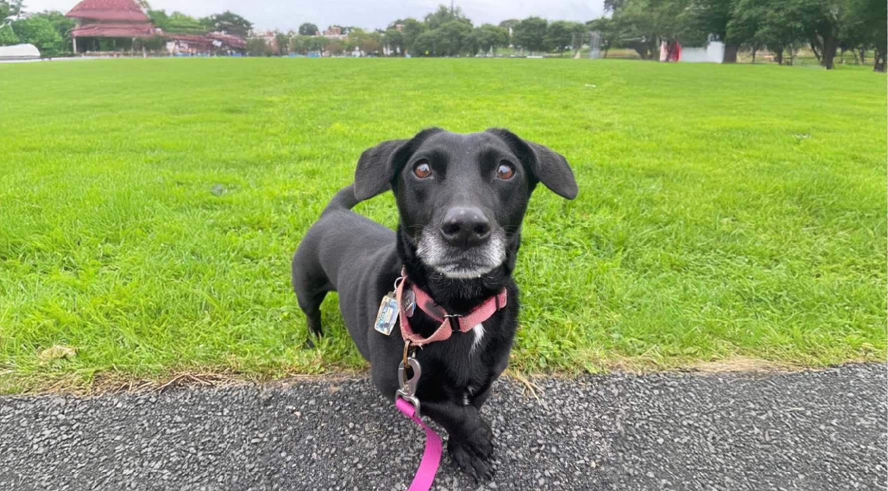 Bassador Dog Breed A Comprehensive Guide
