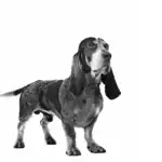 Basset Bleu De Gascogne dog breed