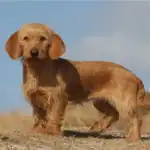 Basset Fauve De Bretagne Dog breed