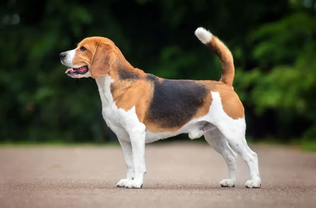 Basset Hound Dog breed: History, Traits, Care, and Health