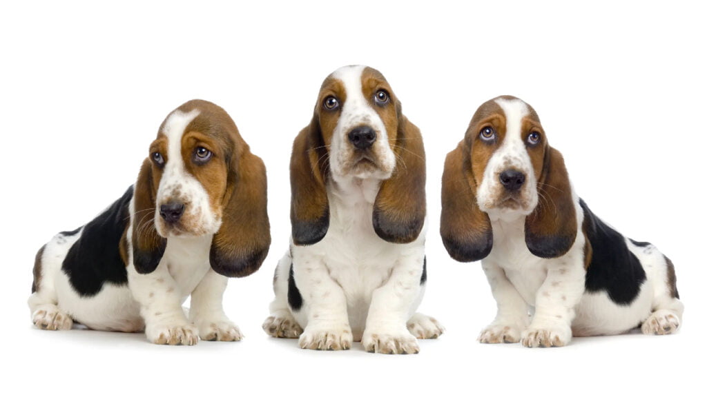 Basset Hound Dog breed: History, Traits, Care, and Health