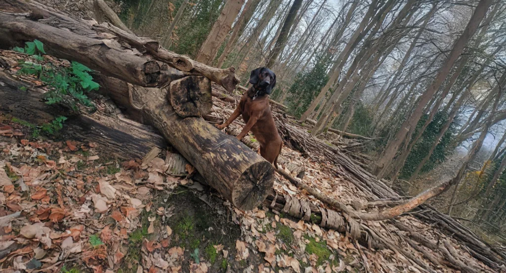 Bavarian Mountain Hound Dog Breed