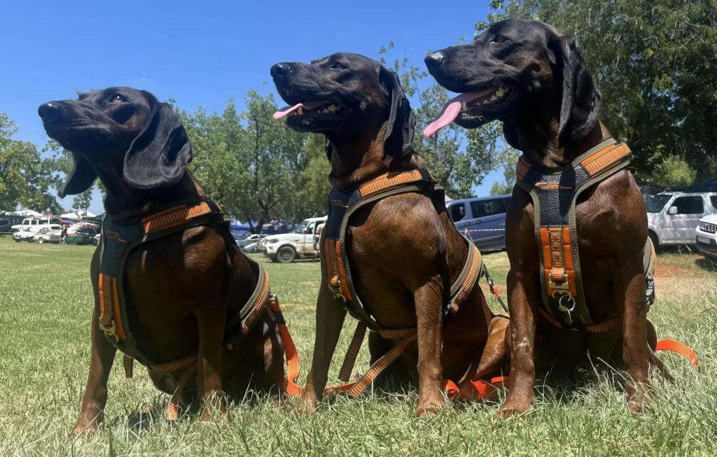 Bavarian Mountain Hound Dog Breed: Complete Guide