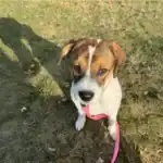 Beagador Dog Breed Origins, Characteristics and Care