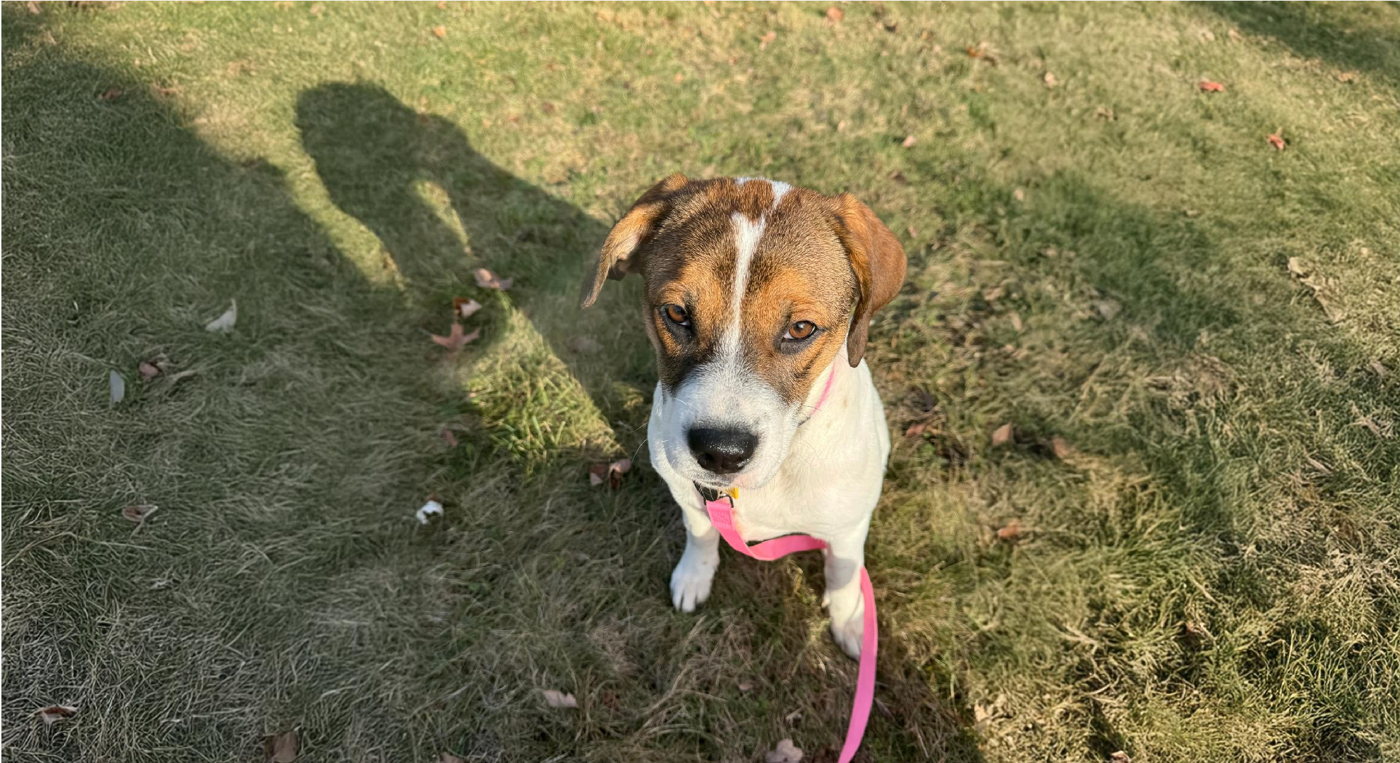 Beagador Dog Breed Origins, Characteristics and Care
