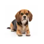 Beaglier dog breed