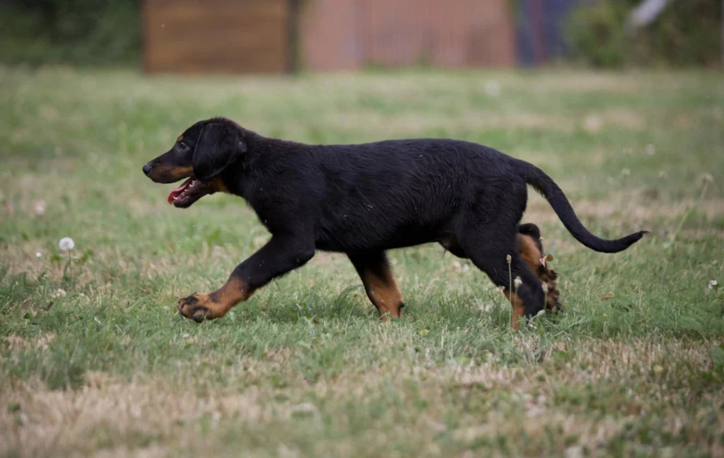 Beauceron Dog Breed History, Characteristics and Care