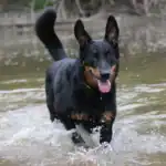 Beauceron Dog Breed History, Characteristics and Care1