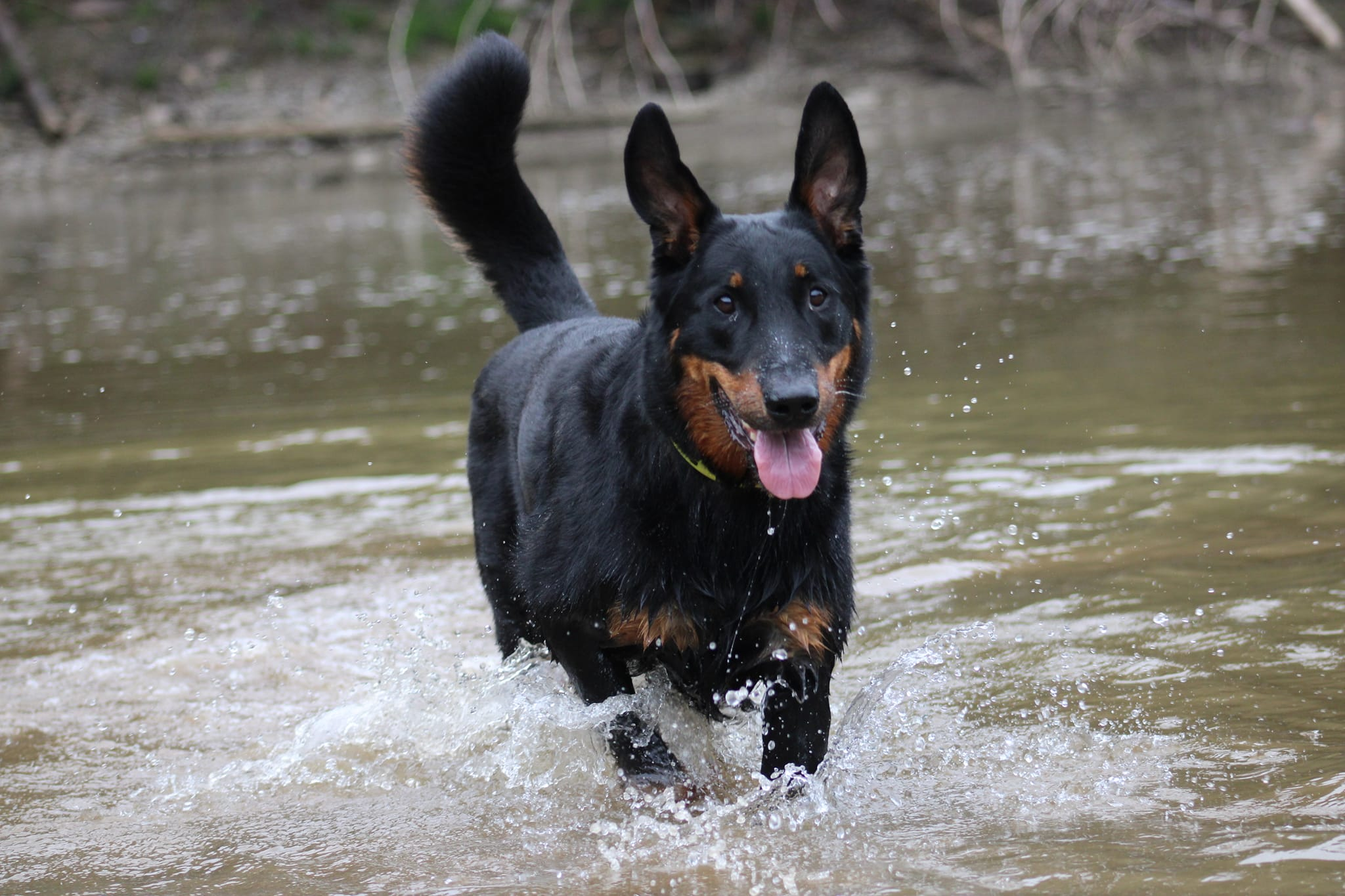 Beauceron Dog Breed History, Characteristics and Care1