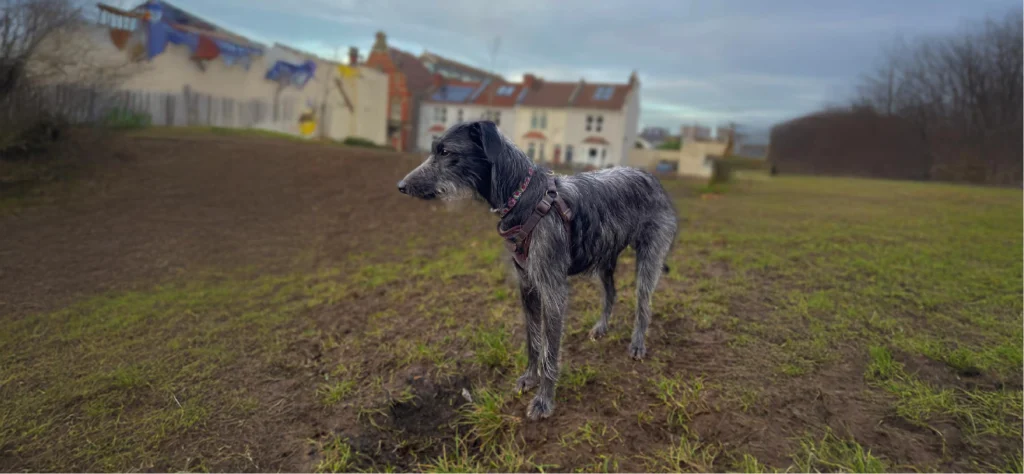 Bedlington Whippet Dog Breed History and Suitability as Pets 1