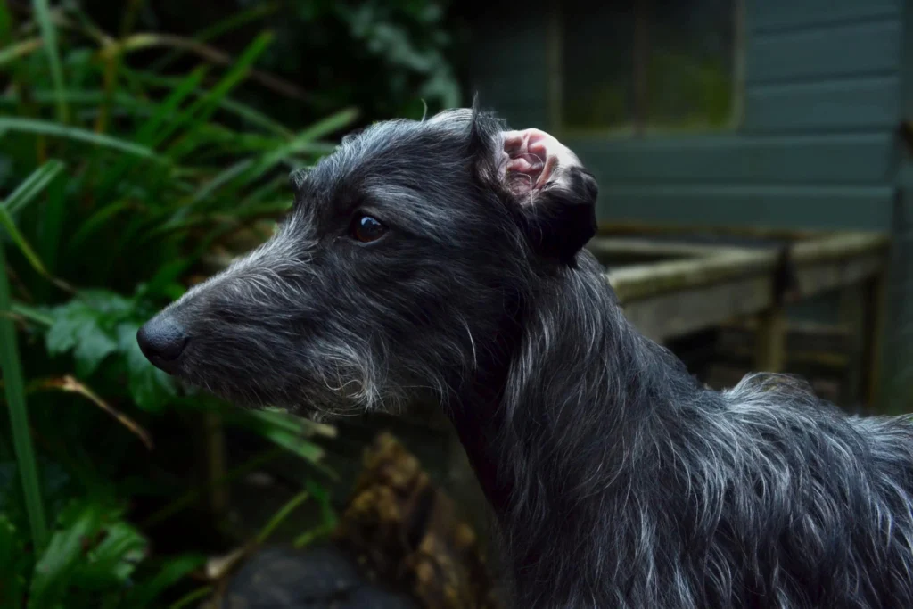 Bedlington Whippet Dog Breed History and Suitability as Pets 1