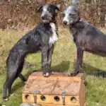 Bedlington Whippet Dog Breed History and Suitability as Pets