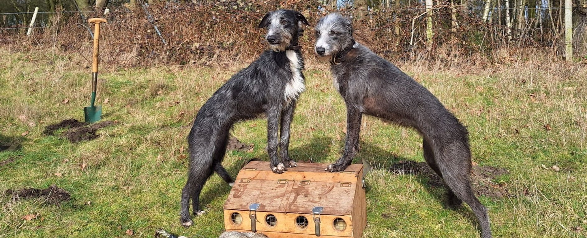 Bedlington Whippet Dog Breed History and Suitability as Pets