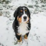 Bernedoodle dog breed