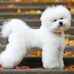 Bichon Frise dog standing in the park