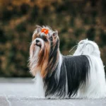 Biewer Terrier dog breed