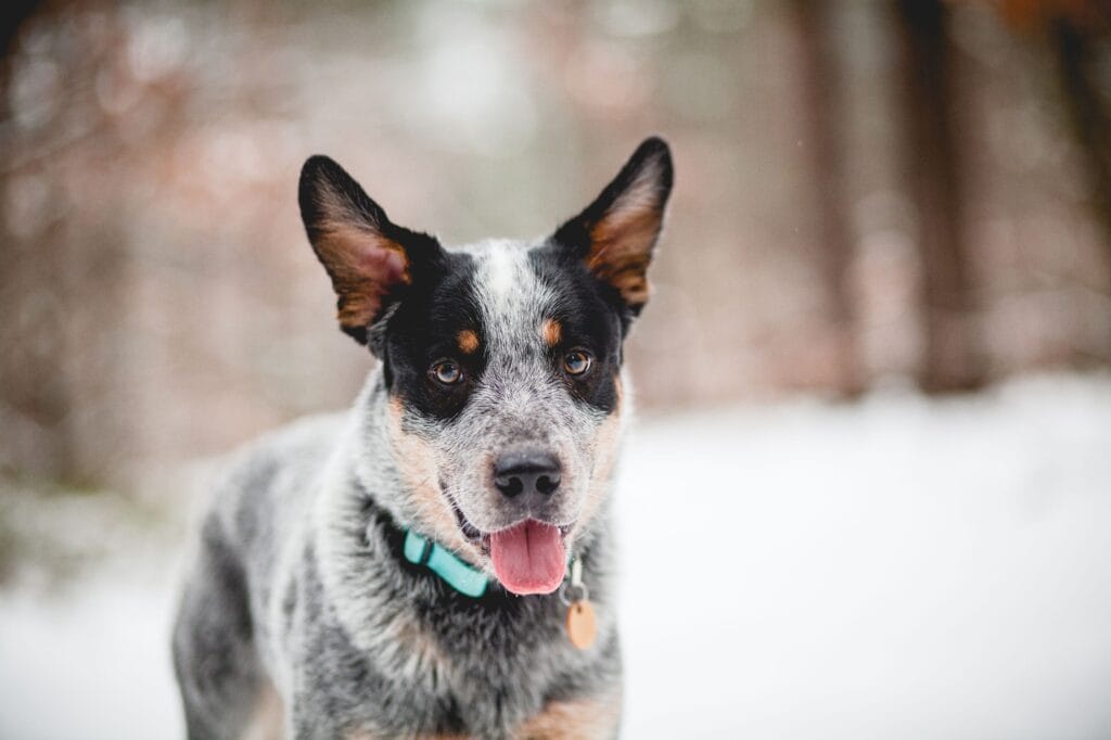 Blue Heeler dog breed