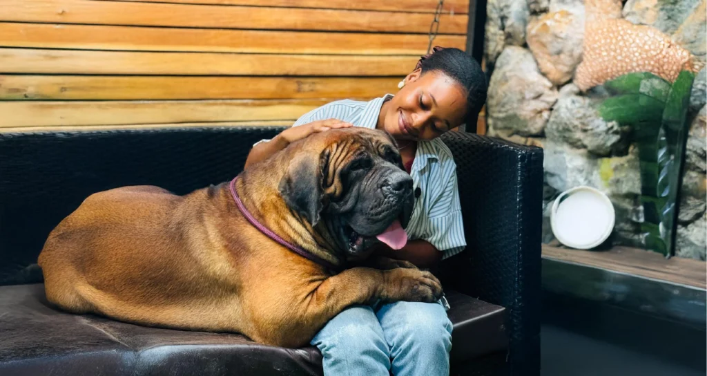 Boerboel dog