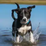 Borador dog Physical Characteristics