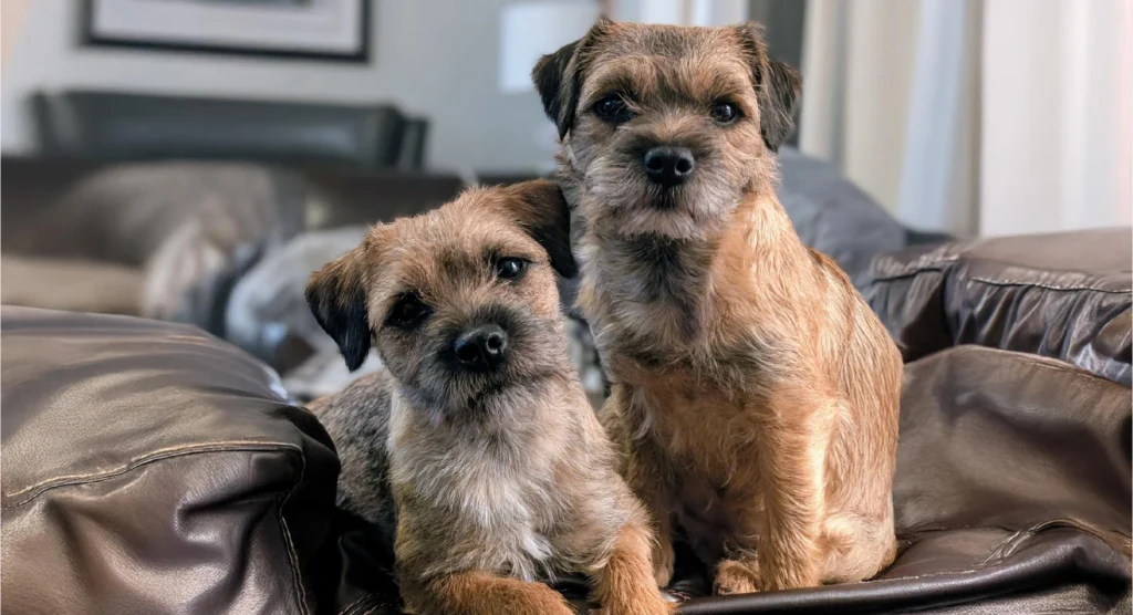 Border Terrier Dog Breed