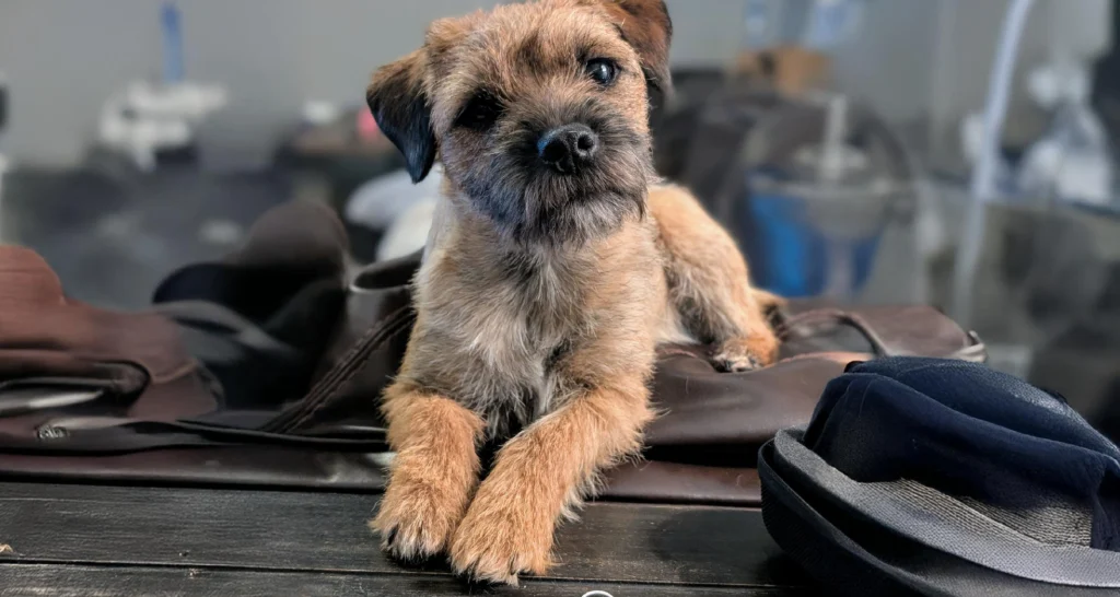 Border Terrier Dog Breed A Comprehensive Guide