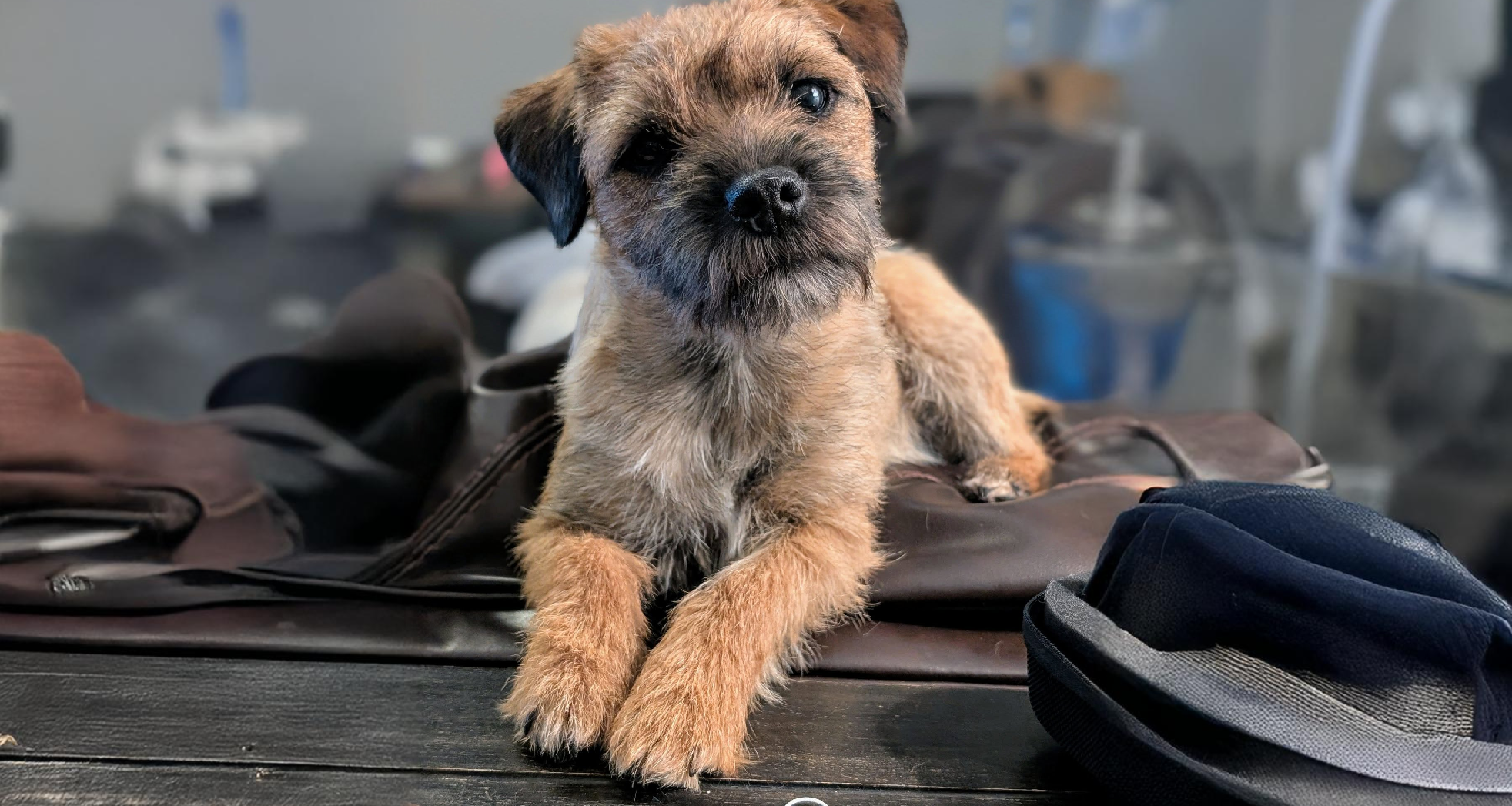 Border Terrier