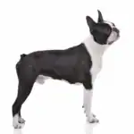 Boston Terrier Dog breed