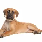 Boxador dog breed