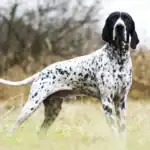 Braque D'Auvergne dog breed