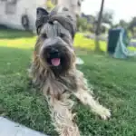 Briard Dog Breed: History, Care and Training