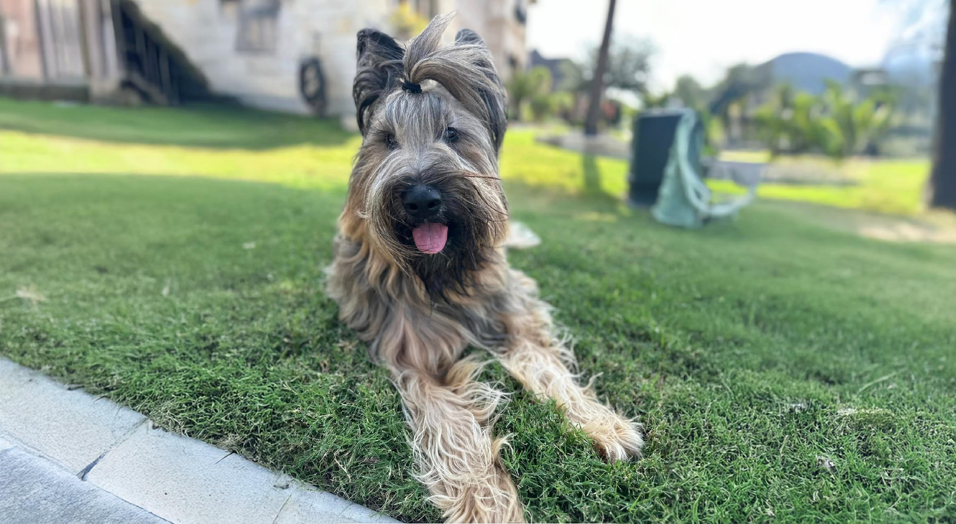 Briard Dog Breed: History, Care and Training