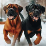Broholmer dog breeds