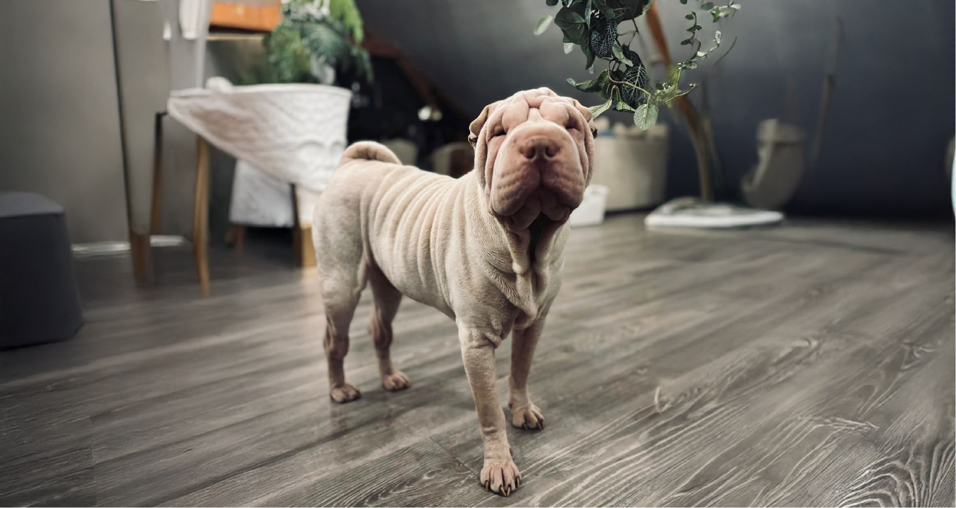 Bull Pei Dog Breed Information