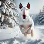Bull Terrier Dog breed