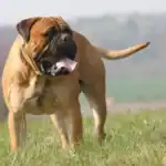 Bullmastiff Dog