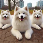 Canadian Eskimo Dog Breed