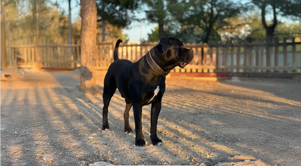 Cane Corso Italiano Dog Breed Information 1