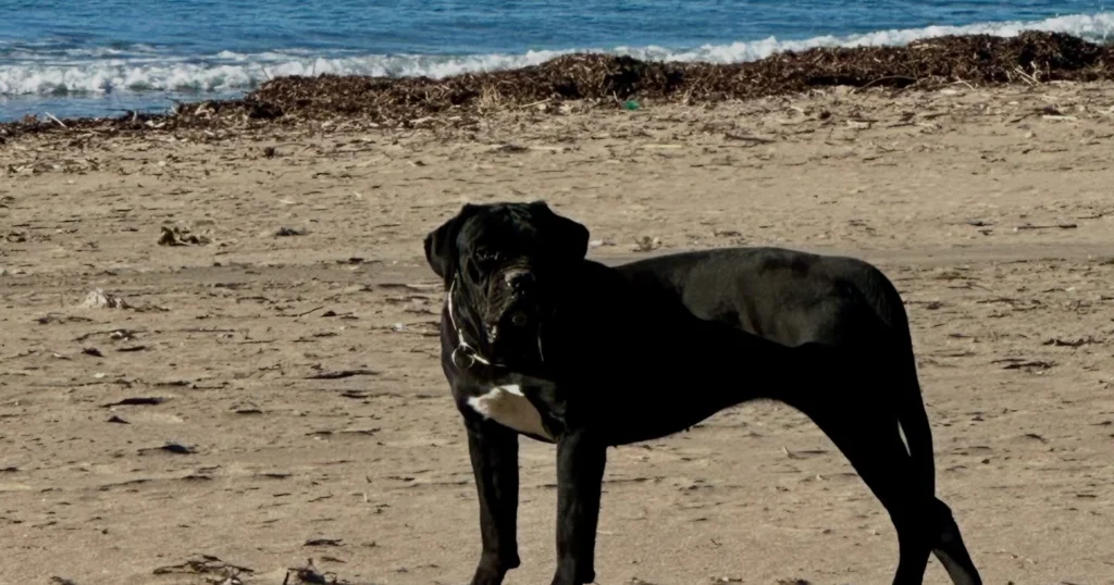 Cane Corso Italiano Dog Breed Information