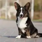 Cardigan Welsh Corgi Dog