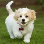 Cavachon Dog Breed